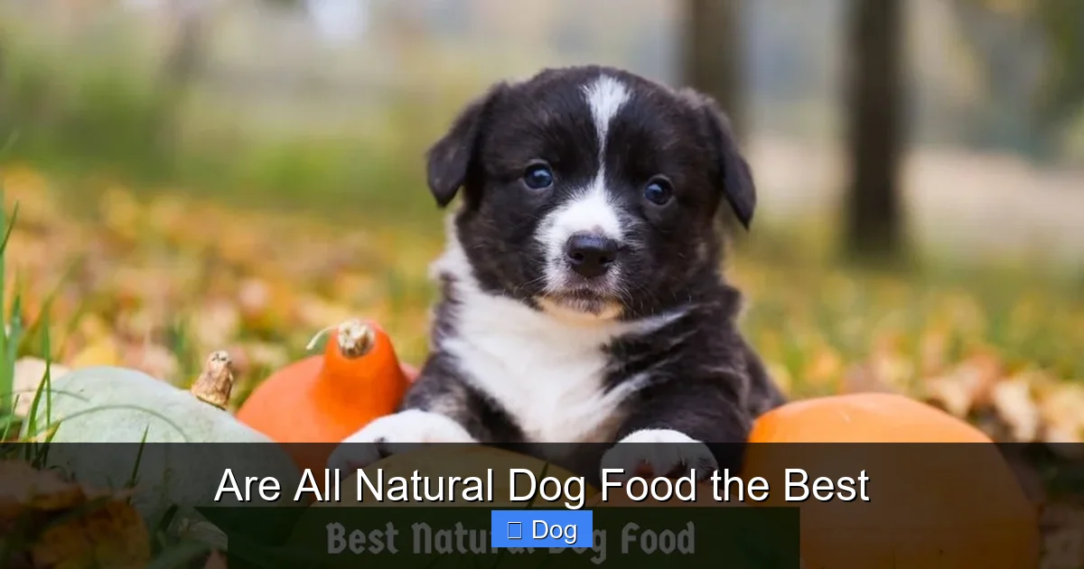 Are All Natural Dog Food the Best