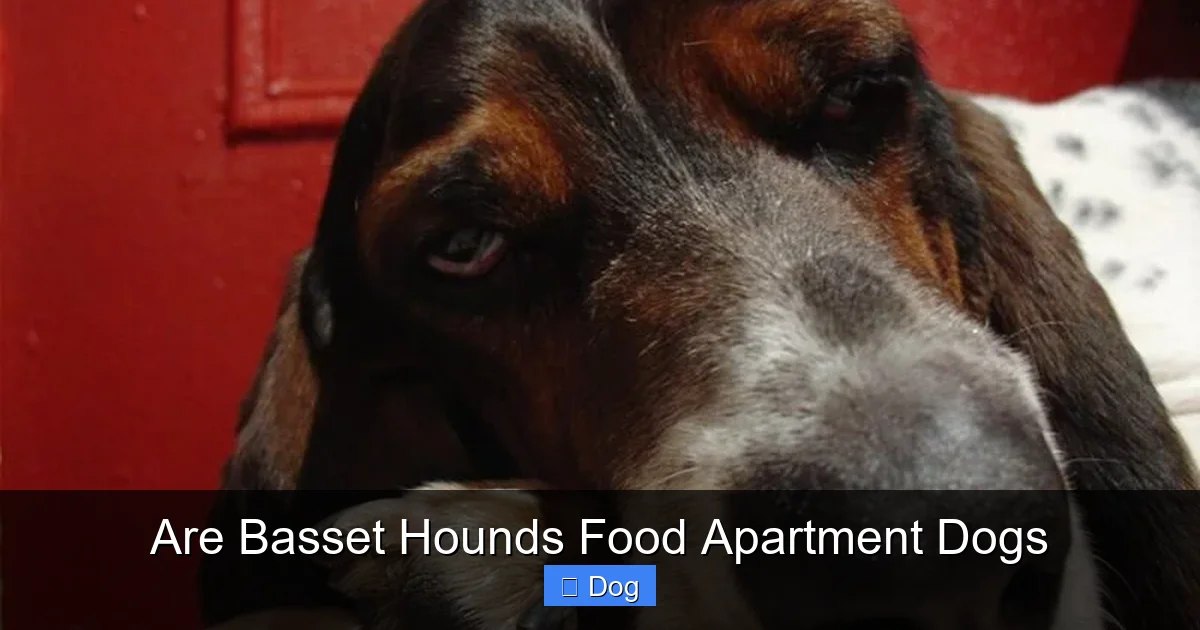 Are Basset Hounds Food Apartment Dogs