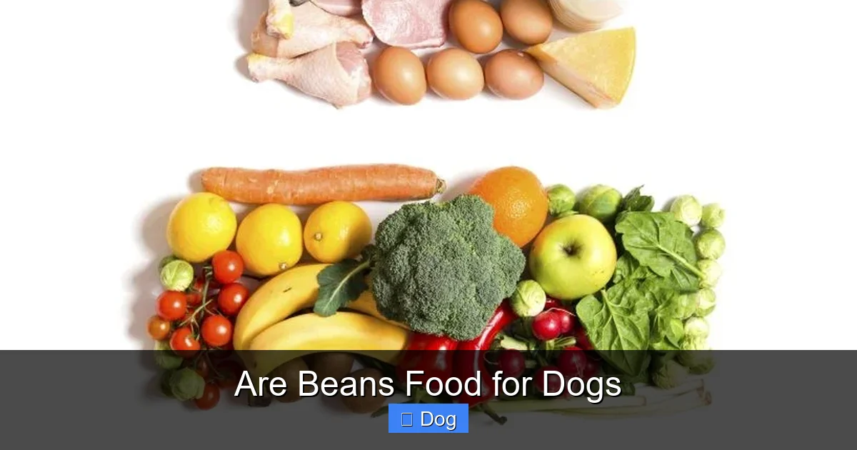 Are Beans Food for Dogs
