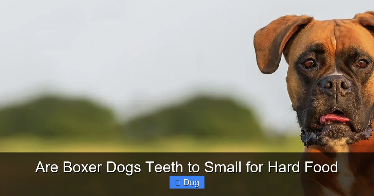 Are Boxer Dogs Teeth to Small for Hard Food