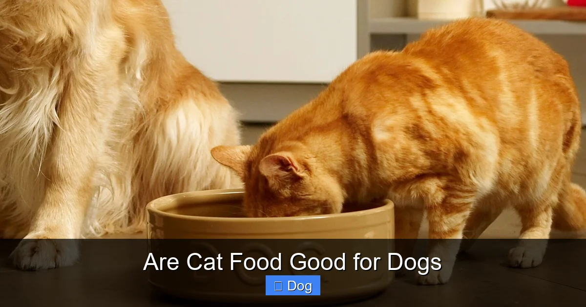 Are Cat Food Good for Dogs