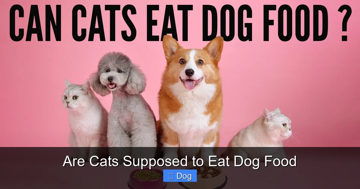 Are Cats Supposed to Eat Dog Food