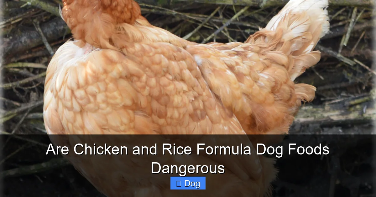 Are Chicken and Rice Formula Dog Foods Dangerous