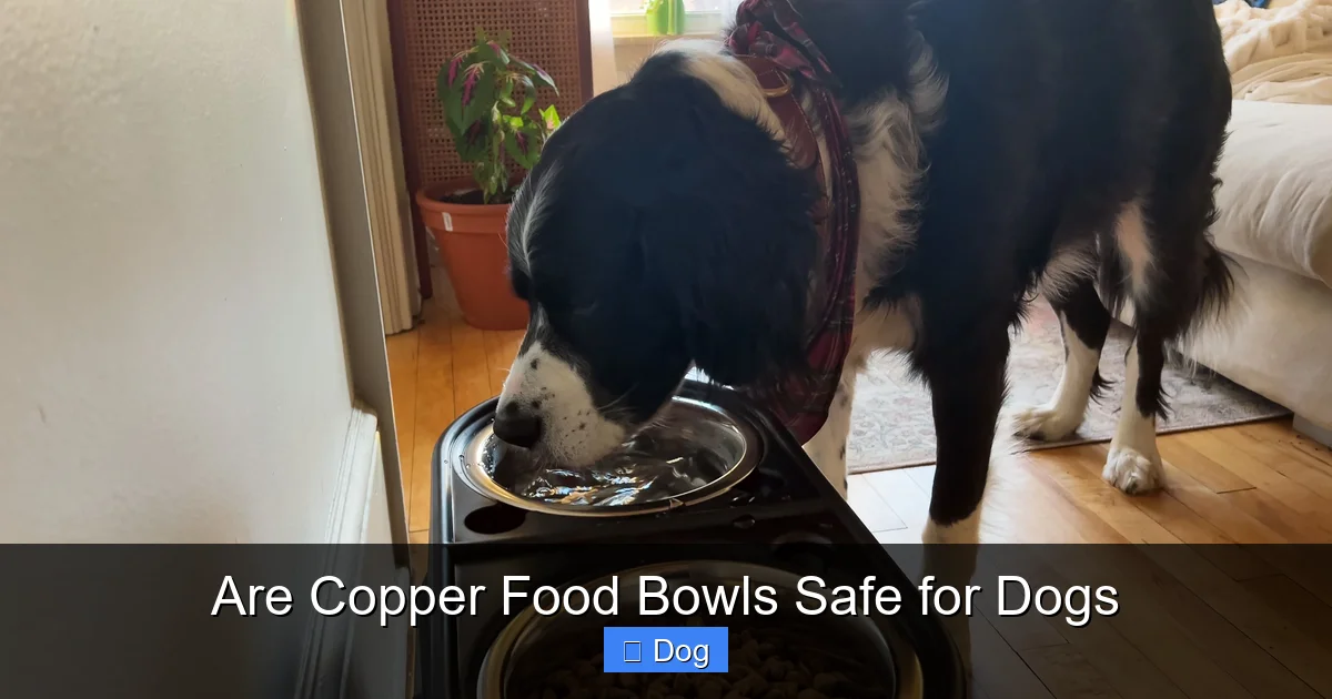 Are Copper Food Bowls Safe for Dogs