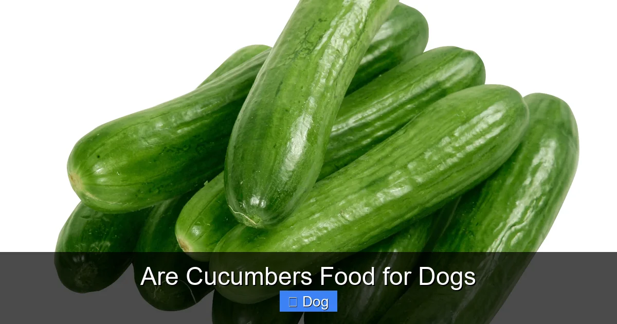 Are Cucumbers Food for Dogs