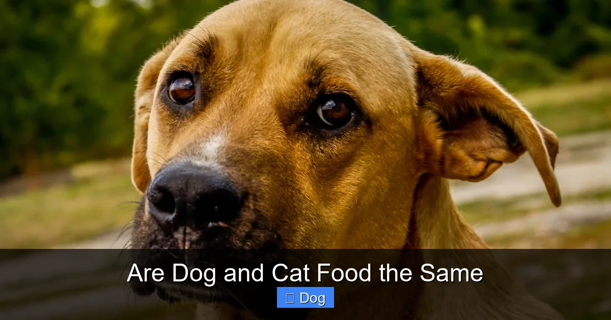 Are Dog and Cat Food the Same