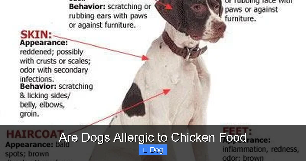 Are Dogs Allergic to Chicken Food