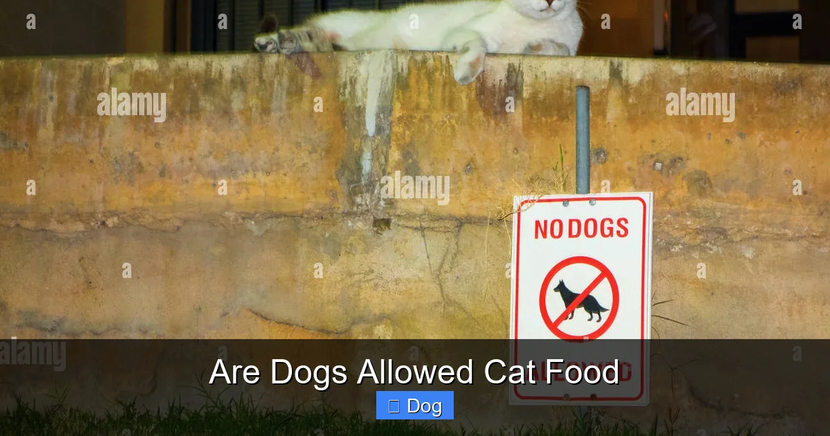 Are Dogs Allowed Cat Food