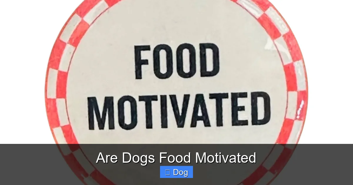 Are Dogs Food Motivated