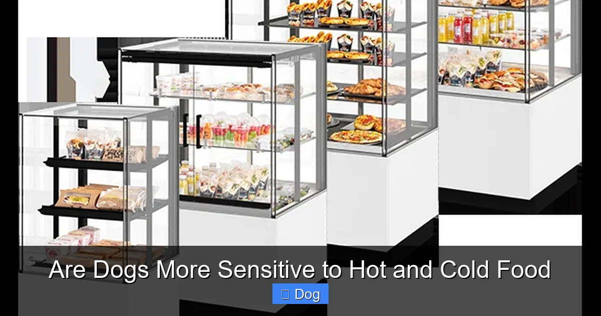 Are Dogs More Sensitive to Hot and Cold Food