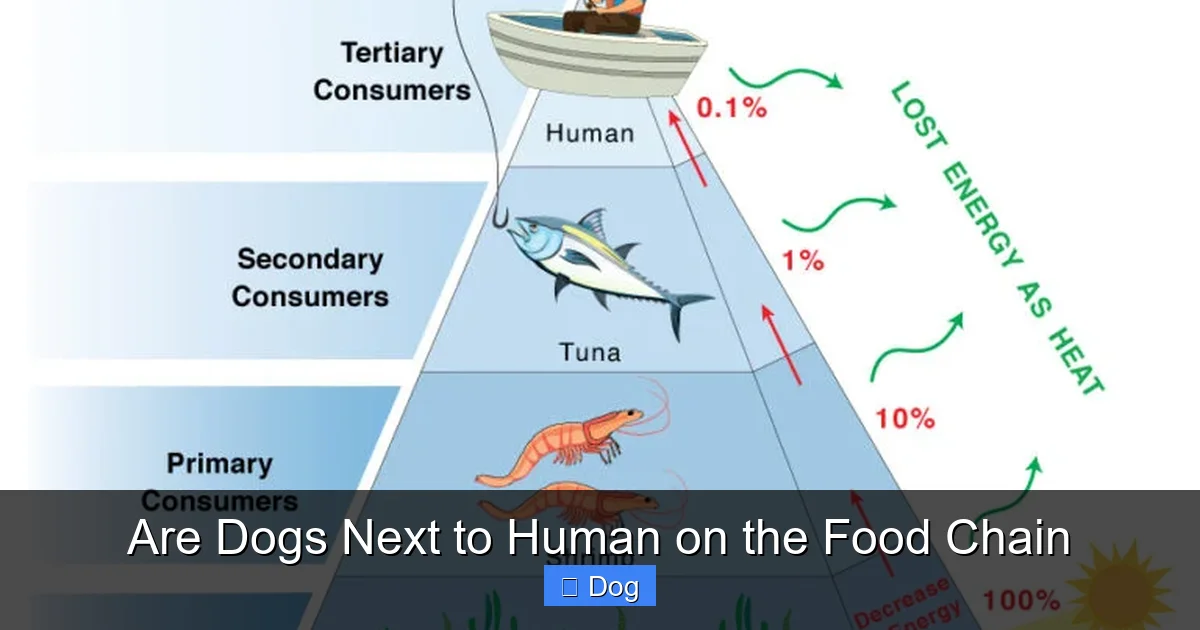 Are Dogs Next to Human on the Food Chain