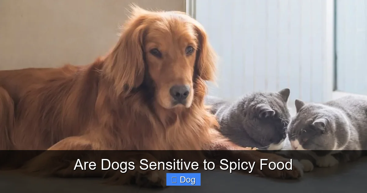 Are Dogs Sensitive to Spicy Food