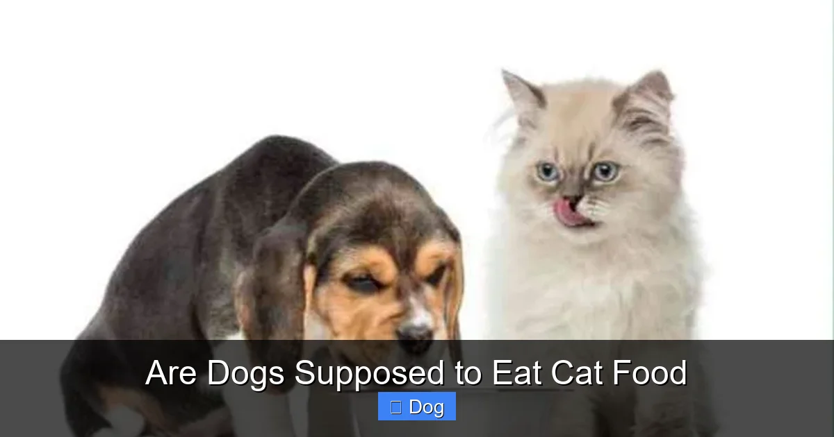 Are Dogs Supposed to Eat Cat Food