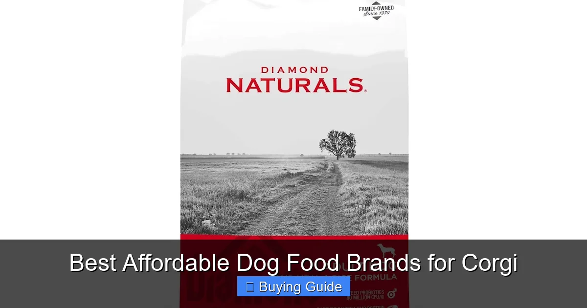 Best Affordable Dog Food Brands for Corgi
