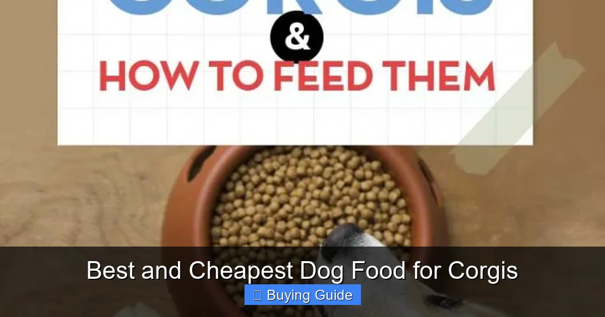 Best and Cheapest Dog Food for Corgis