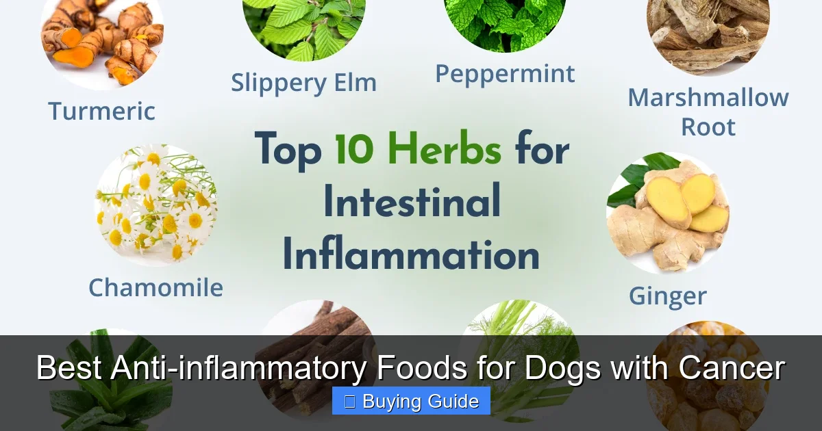 Best Anti-inflammatory Foods for Dogs with Cancer