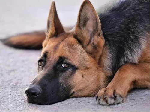 How to Choose Diamond Dog Food for German Shepherds 2026