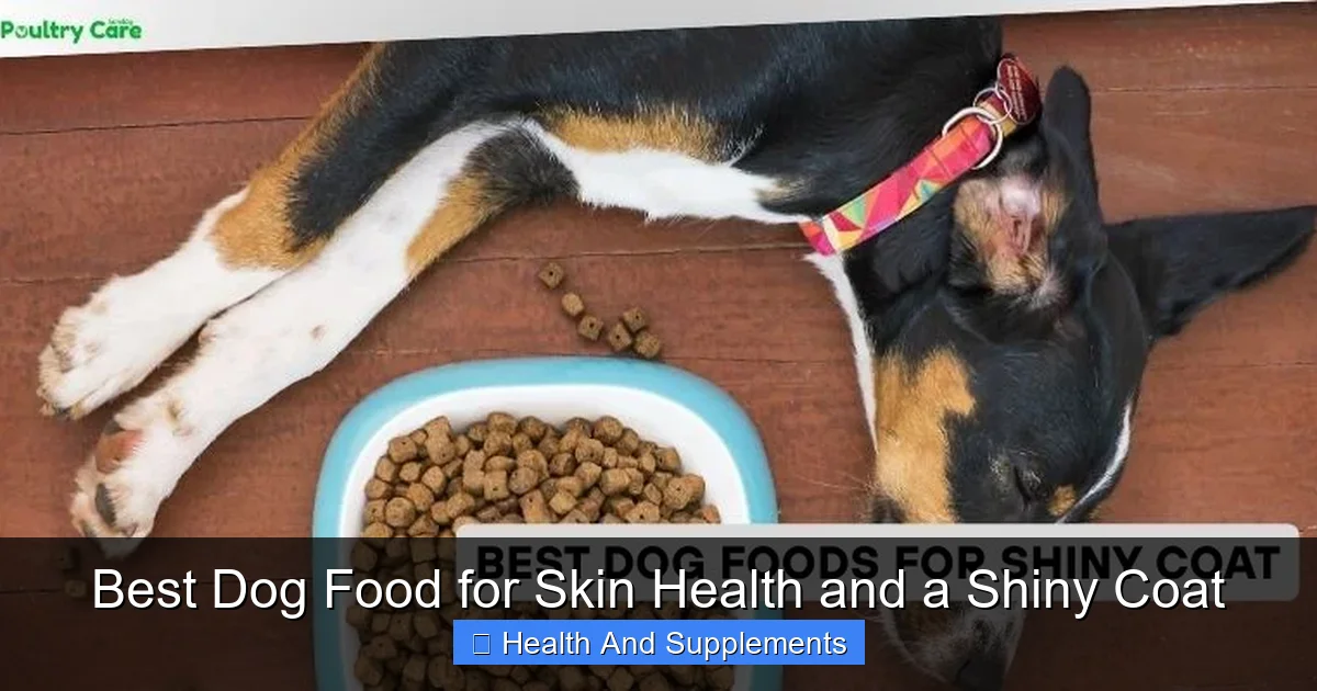 Best Dog Food for Skin Health and a Shiny Coat