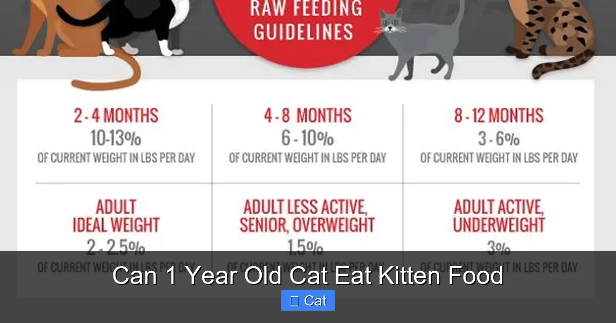Can 1 Year Old Cat Eat Kitten Food