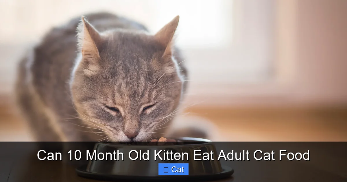 Can 10 Month Old Kitten Eat Adult Cat Food