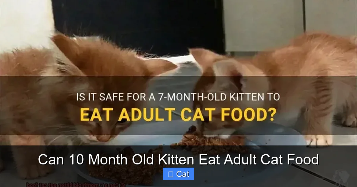 Can 10 Month Old Kitten Eat Adult Cat Food