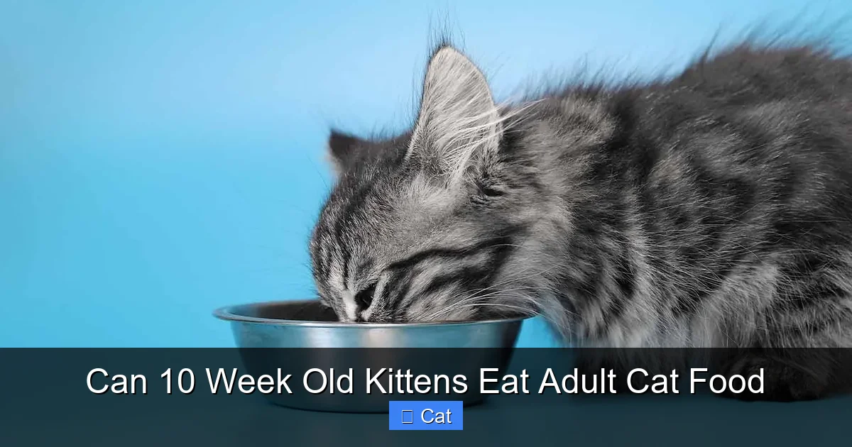 Can 10 Week Old Kittens Eat Adult Cat Food