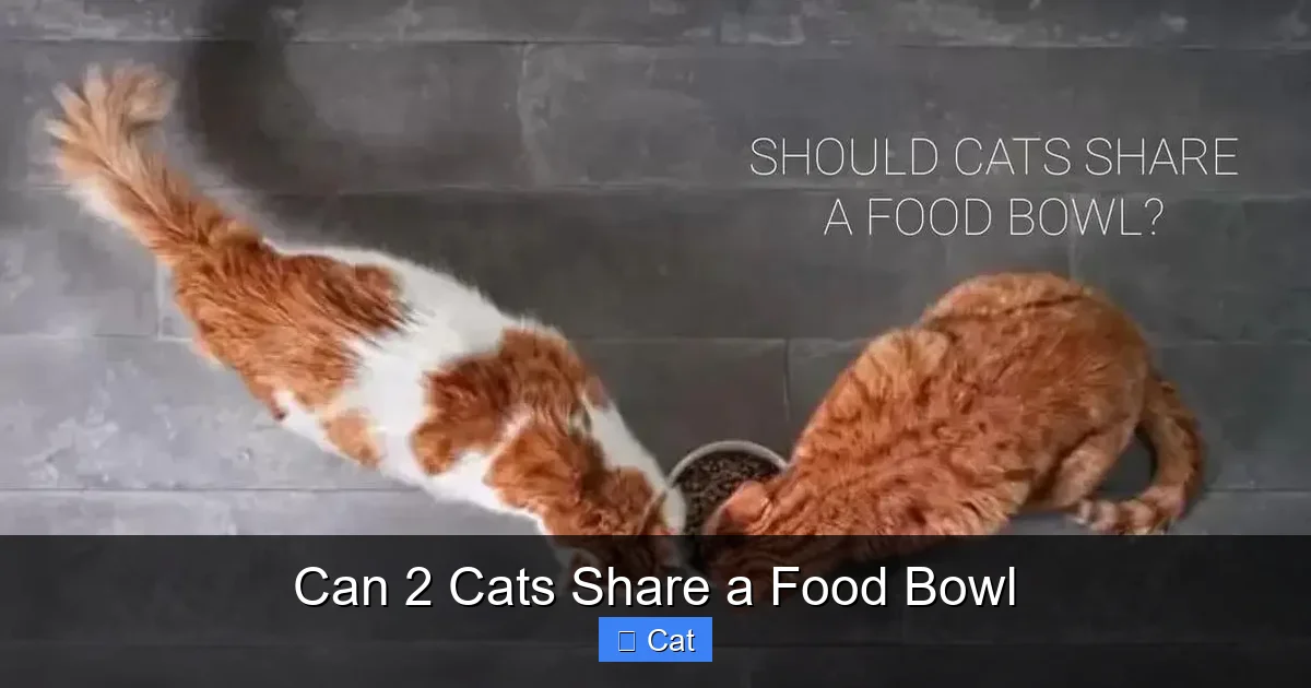 Can 2 Cats Share a Food Bowl