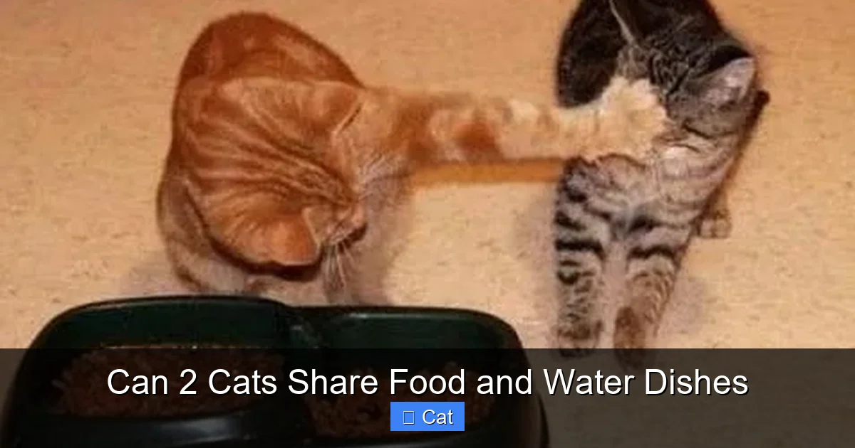 Can 2 Cats Share Food and Water Dishes
