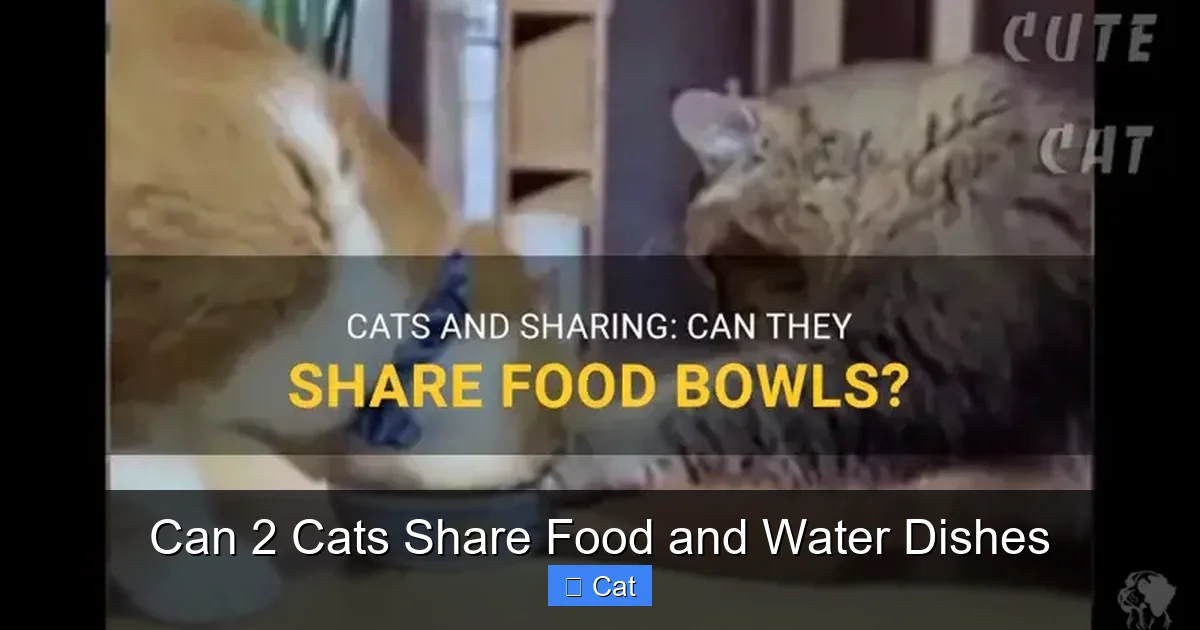 Can 2 Cats Share Food and Water Dishes