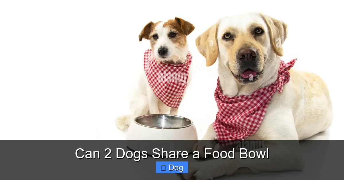 Can 2 Dogs Share a Food Bowl