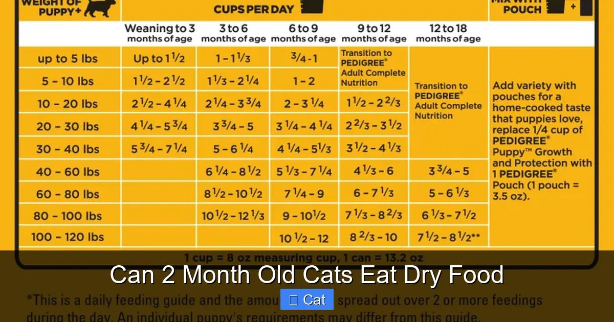 Can 2 Month Old Cats Eat Dry Food