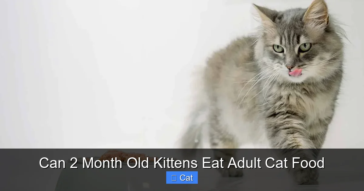 Can 2 Month Old Kittens Eat Adult Cat Food