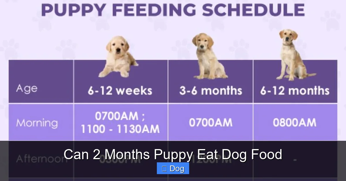 Can 2 Months Puppy Eat Dog Food