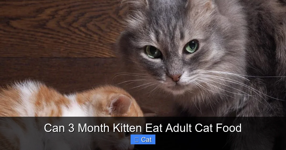 Can 3 Month Kitten Eat Adult Cat Food