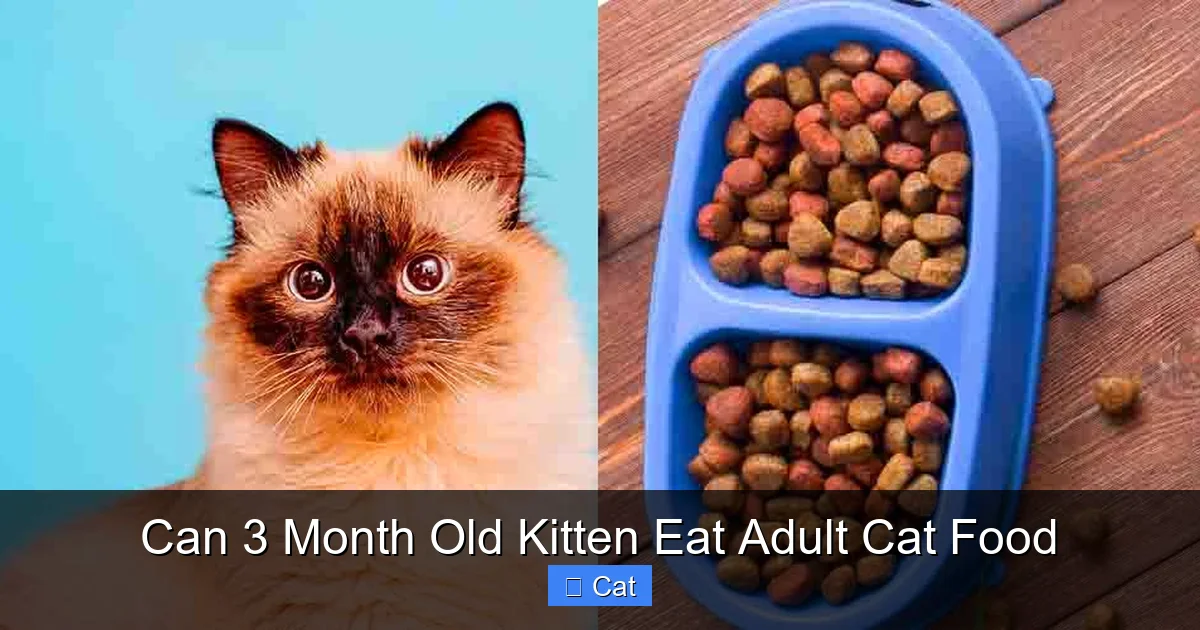 Can 3 Month Old Kitten Eat Adult Cat Food