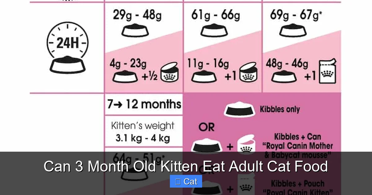 Can 3 Month Old Kitten Eat Adult Cat Food