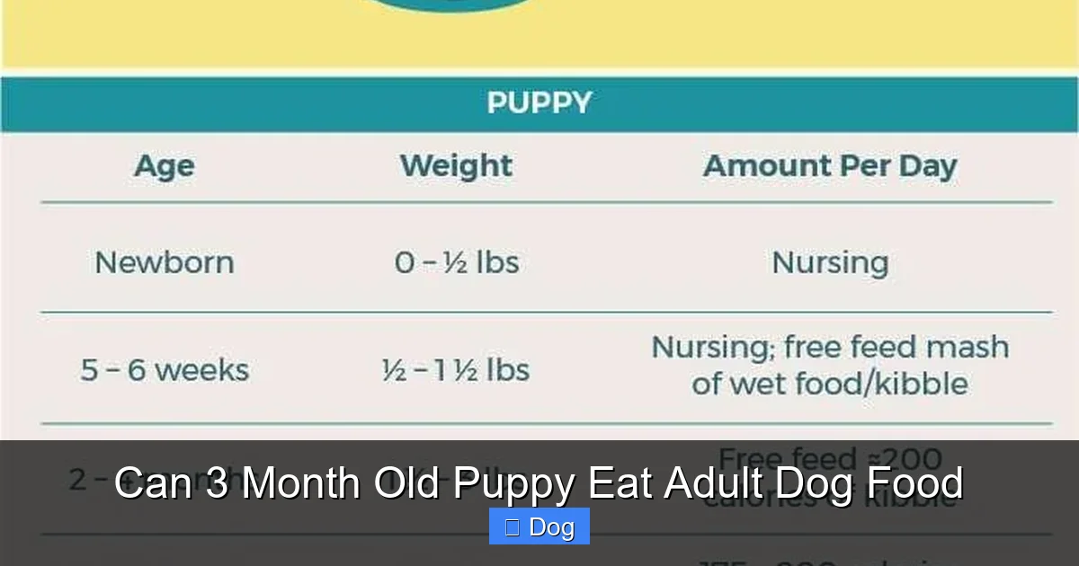 Can 3 Month Old Puppy Eat Adult Dog Food