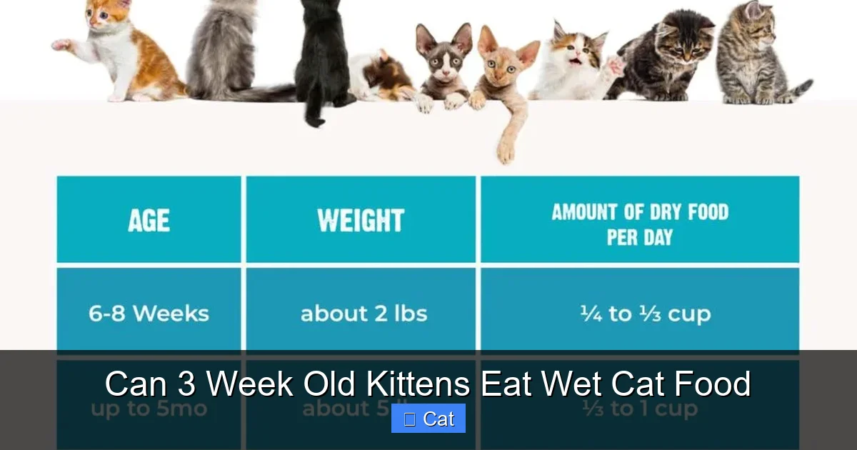 Can 3 Week Old Kittens Eat Wet Cat Food