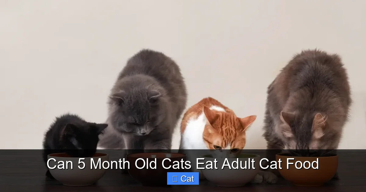 Can 5 Month Old Cats Eat Adult Cat Food