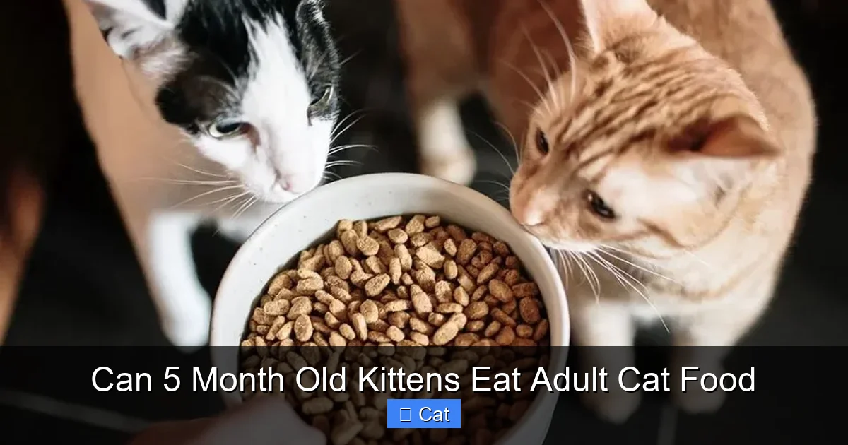 Can 5 Month Old Kittens Eat Adult Cat Food