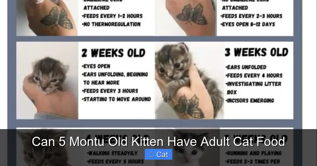 Can 5 Montu Old Kitten Have Adult Cat Food