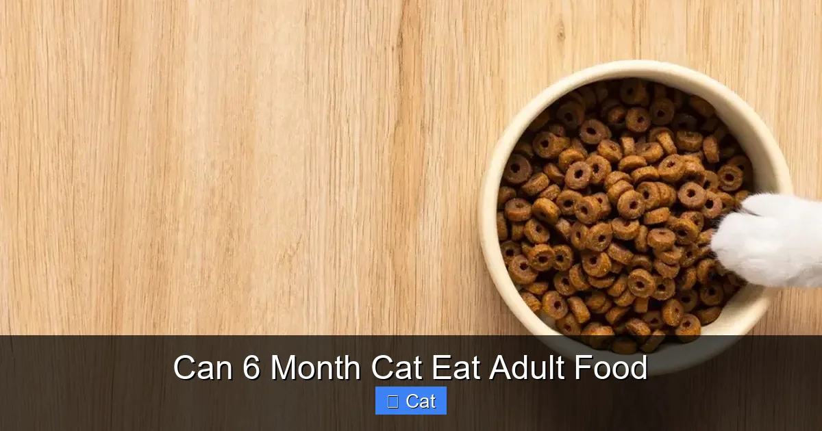 Can 6 Month Cat Eat Adult Food
