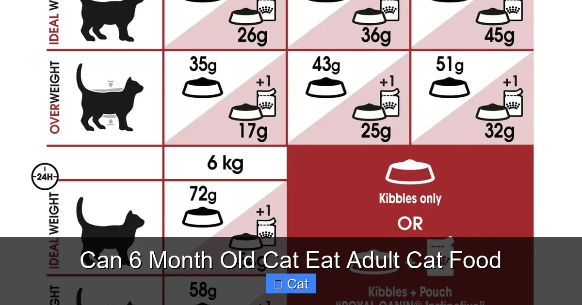Can 6 Month Old Cat Eat Adult Cat Food