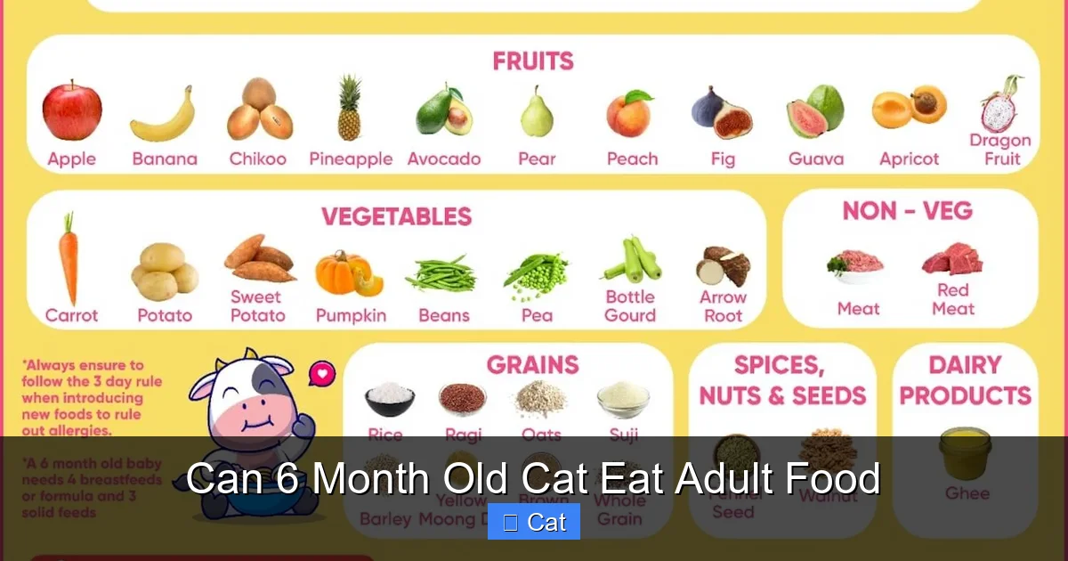 Can 6 Month Old Cat Eat Adult Food