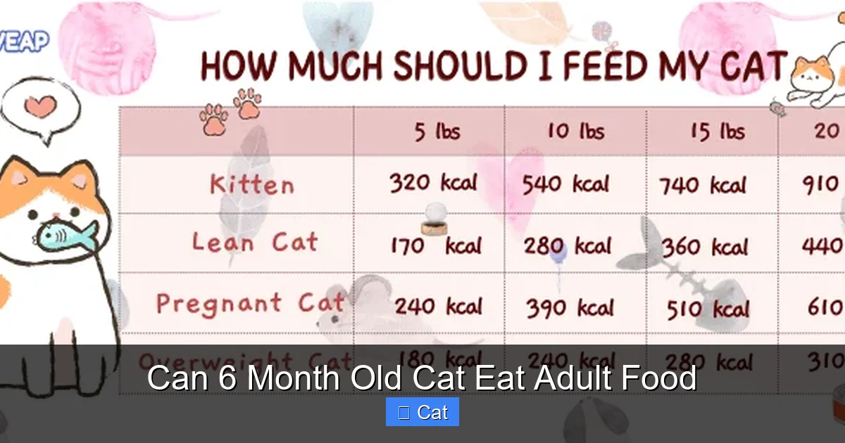 Can 6 Month Old Cat Eat Adult Food