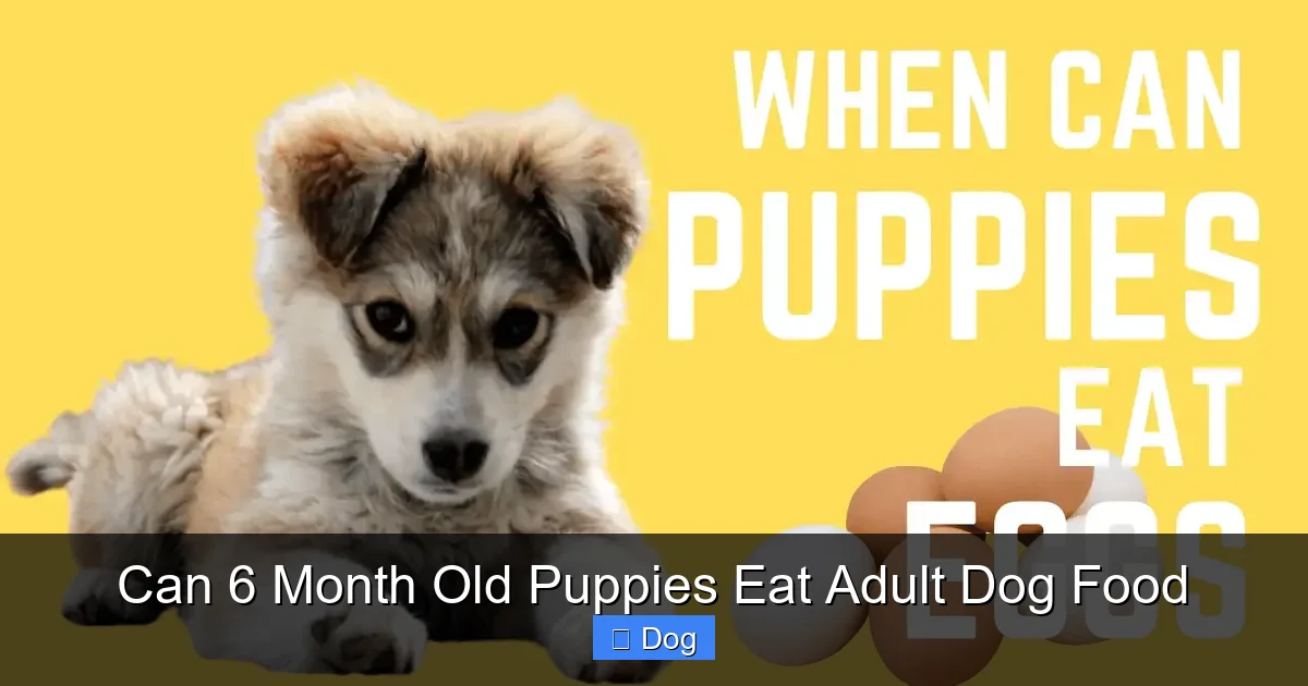 Can 6 Month Old Puppies Eat Adult Dog Food