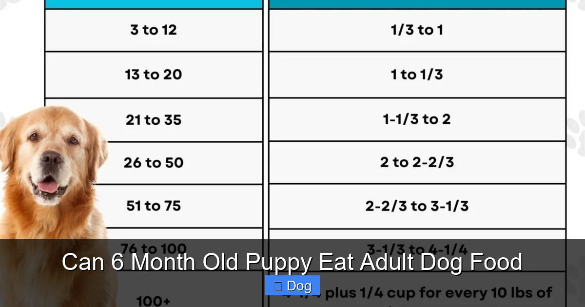 Can 6 Month Old Puppy Eat Adult Dog Food