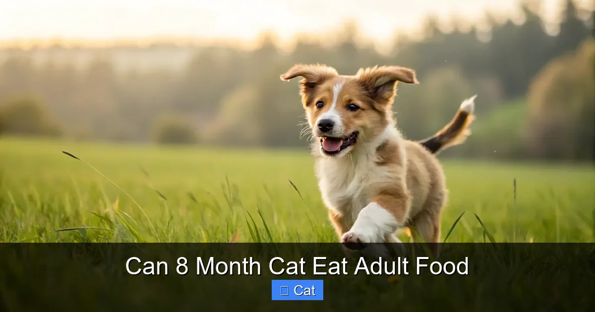 Can 8 Month Cat Eat Adult Food