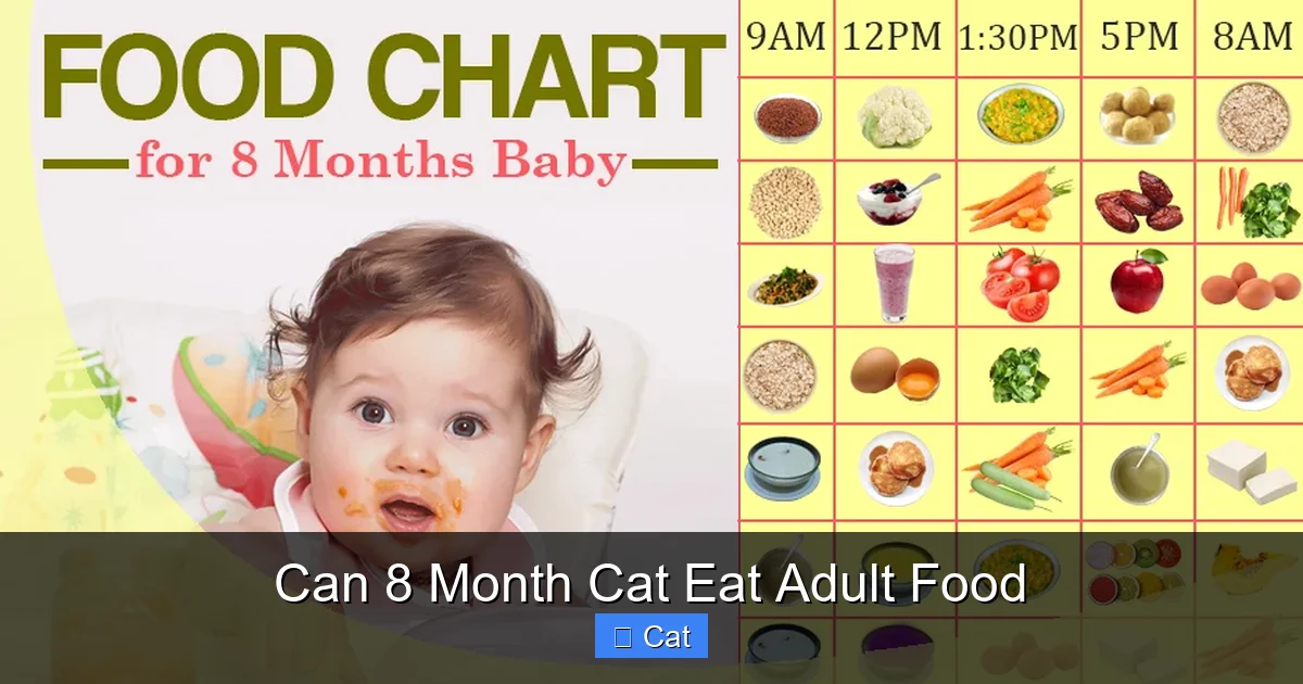Can 8 Month Cat Eat Adult Food