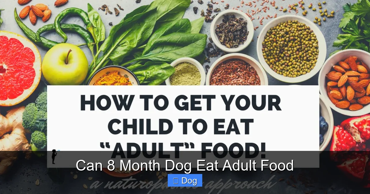 Can 8 Month Dog Eat Adult Food